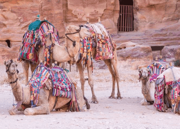 Schoenenpoetser voor feest Kamelen te huur